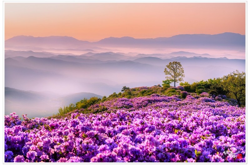 철쭉과 산그리메