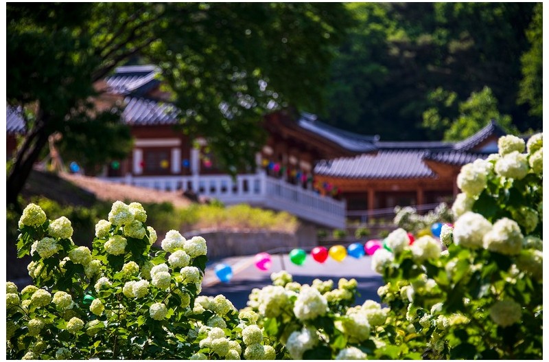 불두화가 이쁜 사찰