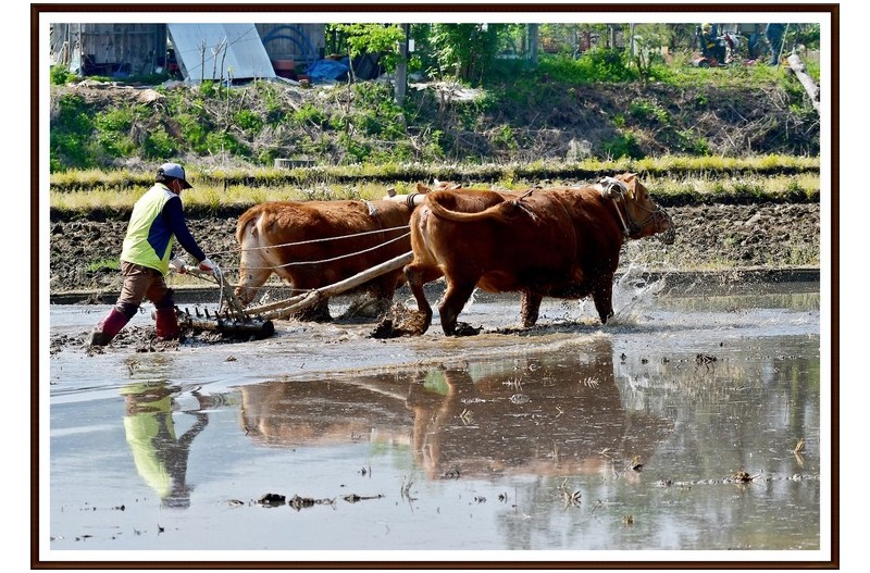 논 쓰래 질 ( 모내기 철 )