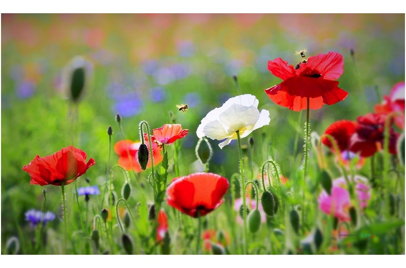 20220507#함안양귀비...