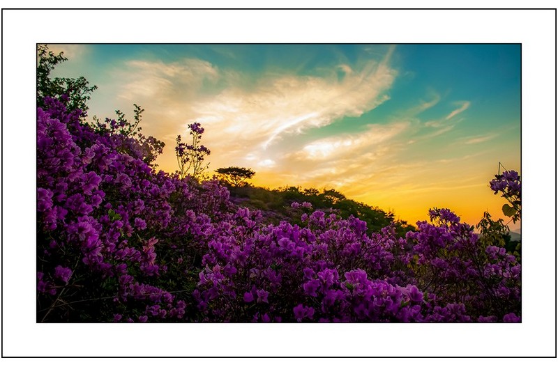 철쭉밭의 여명,,,