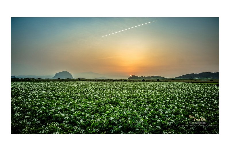 감자꽃밭에서....