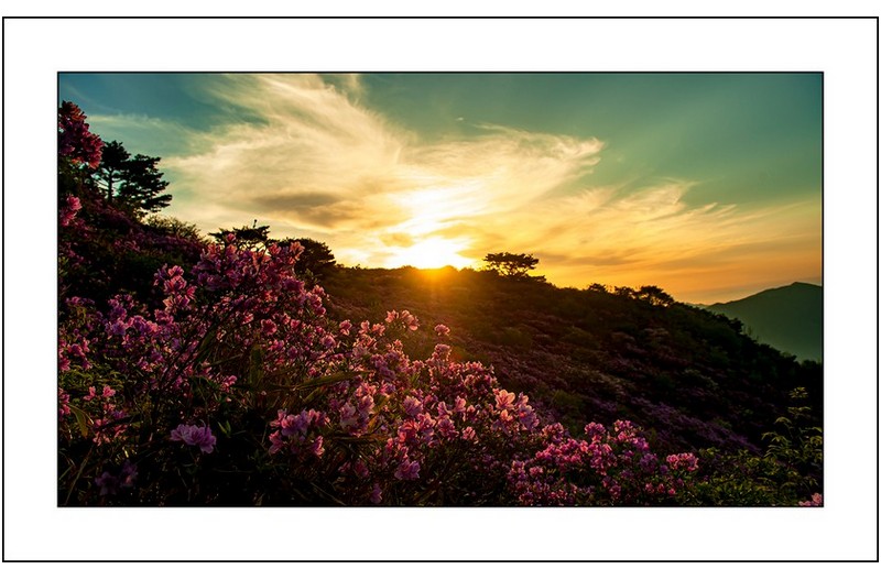 철쭉밭의 아침,,