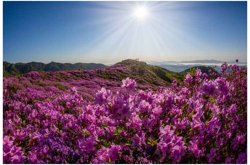 황매산 철쭉