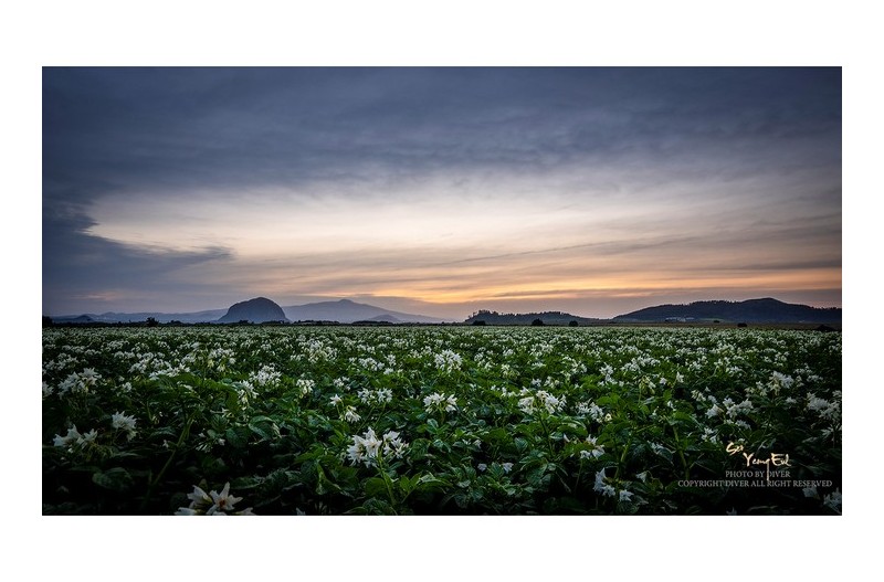 다시찿은 감자꽃