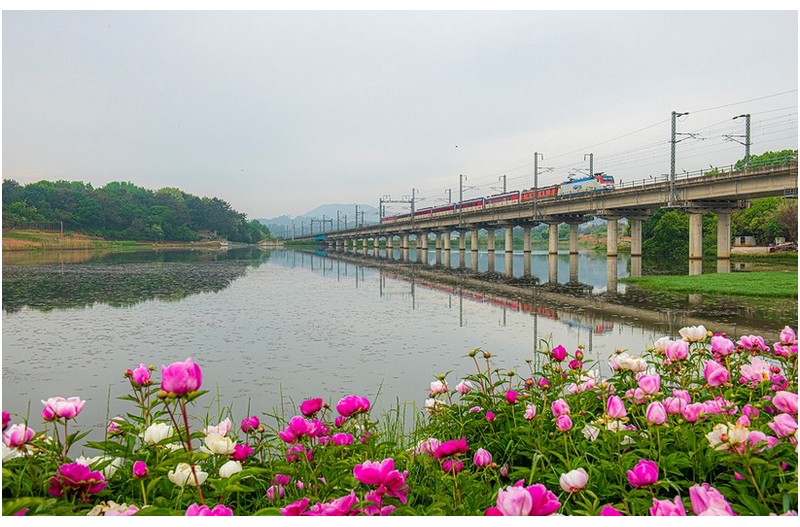 작약꽃 열차