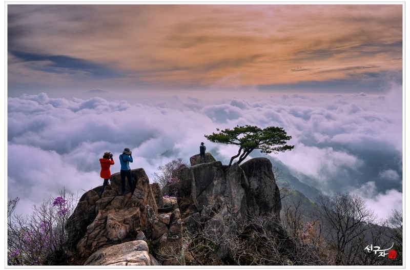 소나무가 있는 풍경