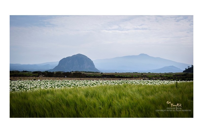 감자꽃과 무르익은 청보리