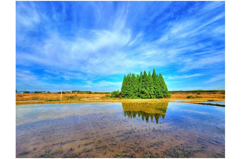 논두렁의 - 메타나무숲