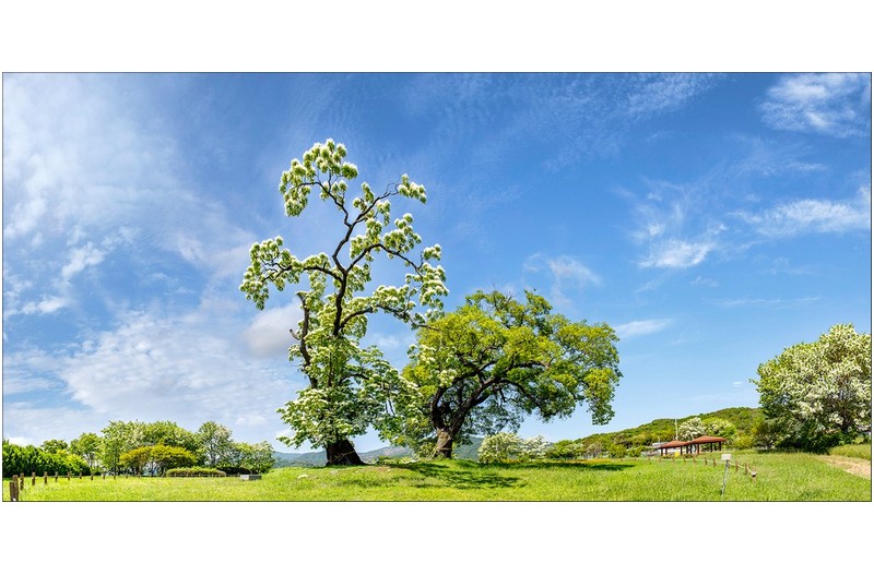 신전리 이팝나무