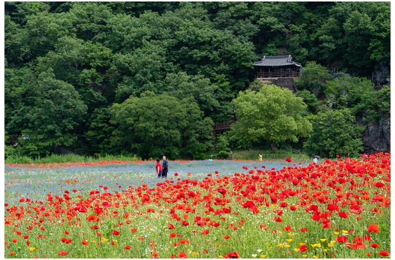 함안 뚝방 꽃길 한바퀴