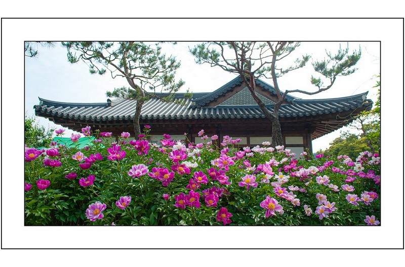 고택에피어난작약꽃,,,