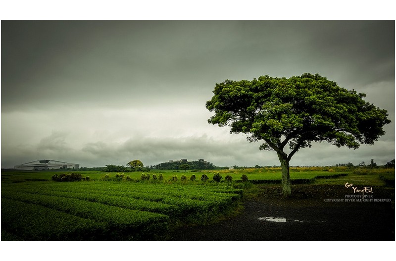 싱그런 비개인 오후 녹차밭