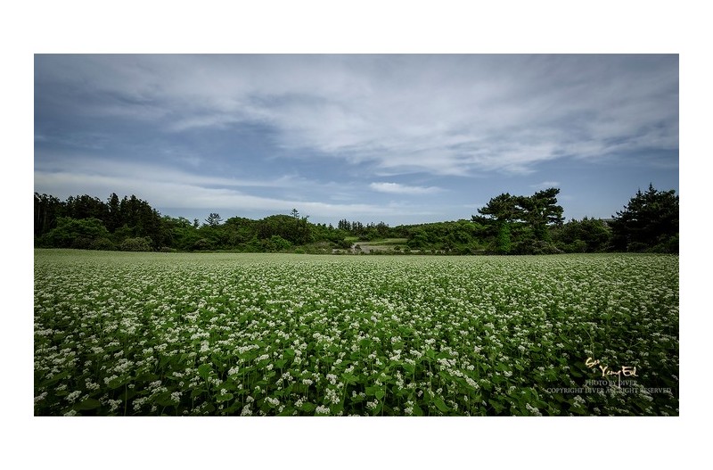 메밀꽃 필 무렵에