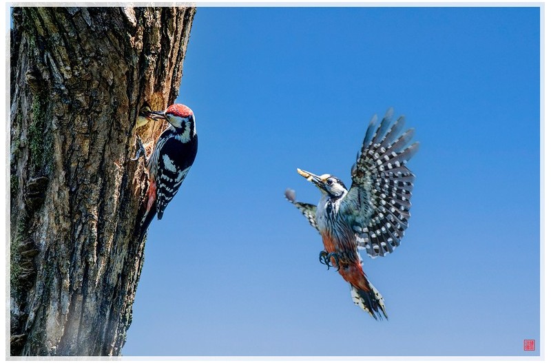 큰오색딱따구리