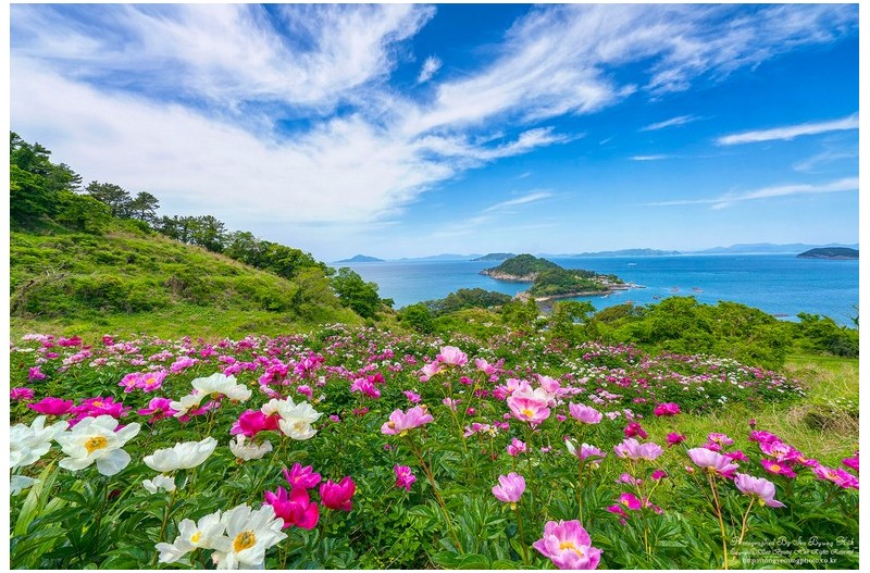 함박꽃이 피는 풍경