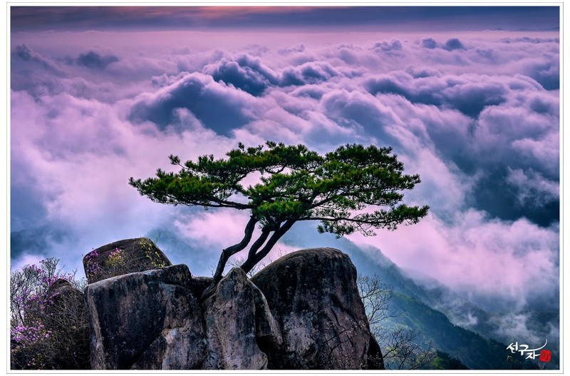 소나무와 운해