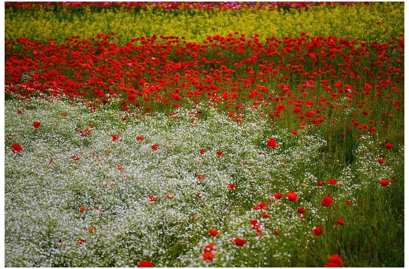 북천 양귀비 축제장