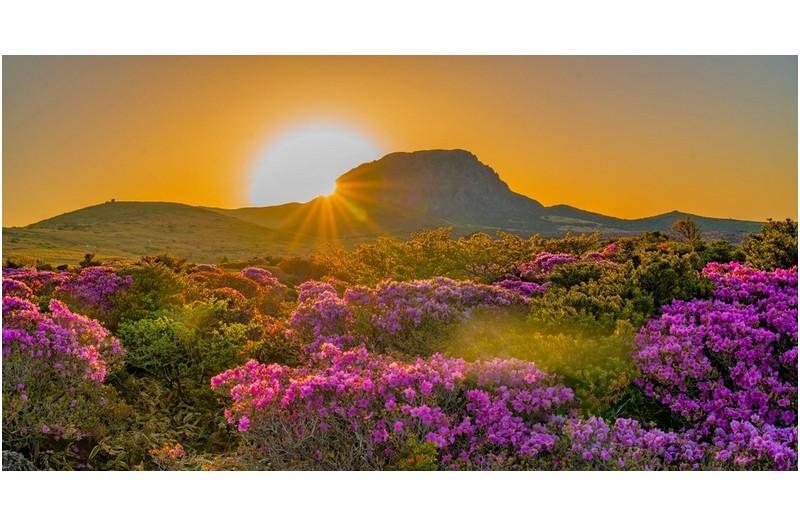 진달래는 지고,,,,