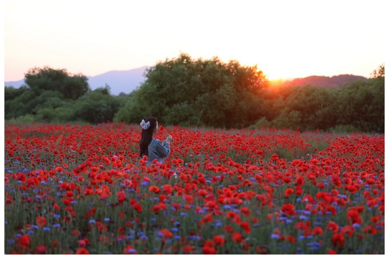 양귀비밭의 일몰^^