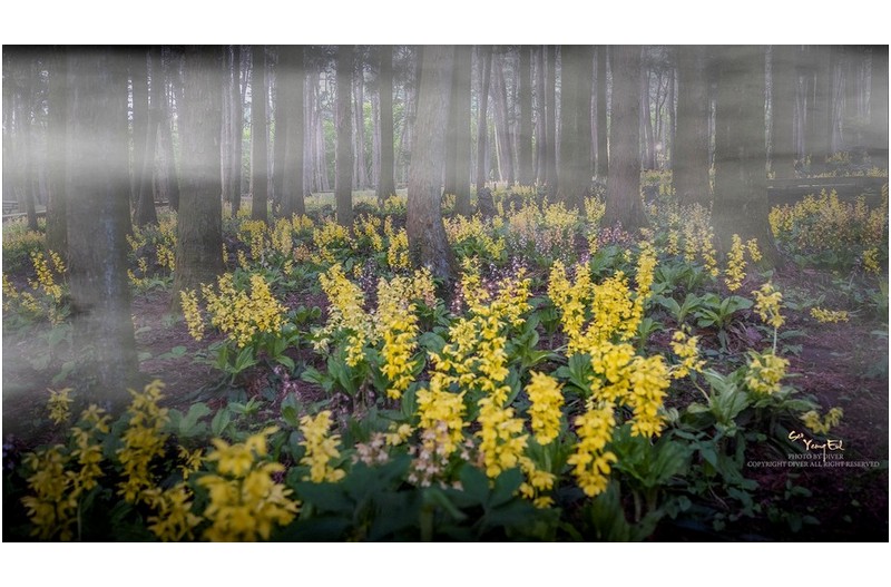 금새우란&한라세우란