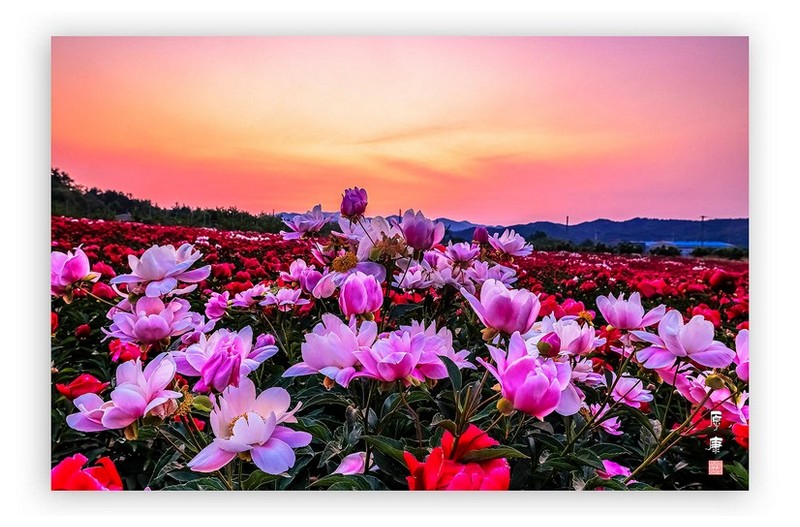 작약밭 여명