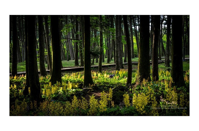 아름다운 숲속에