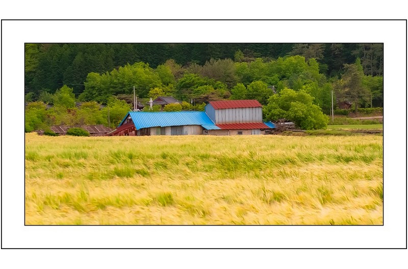 보리가익어갑니다,,,