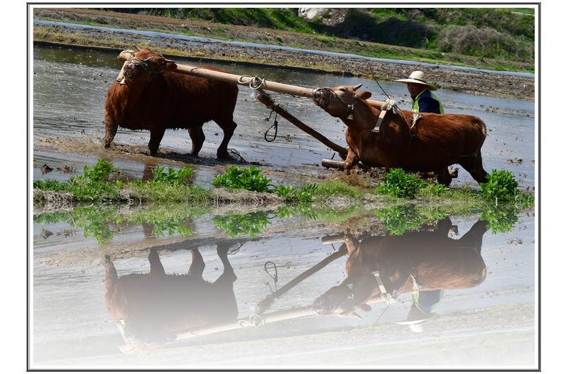 성이난 소 와 반영
