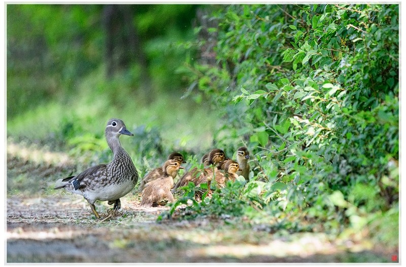 원앙이소하는날