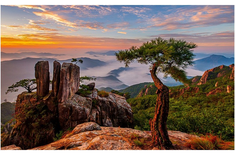 소나무와 삼남매 바위