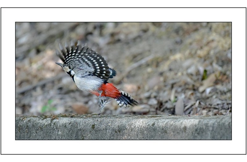 오색딱따구리,,,