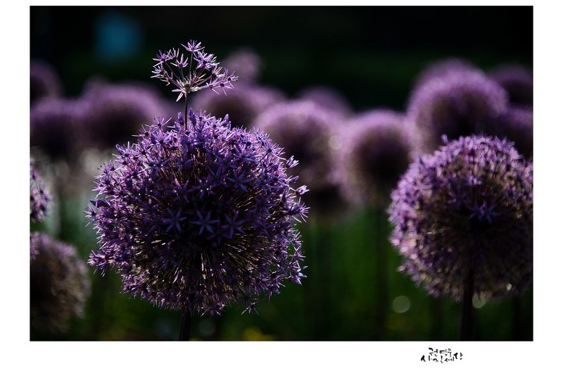 알리움 보라빛 향기