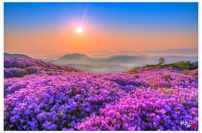 철쭉 동산의 아침