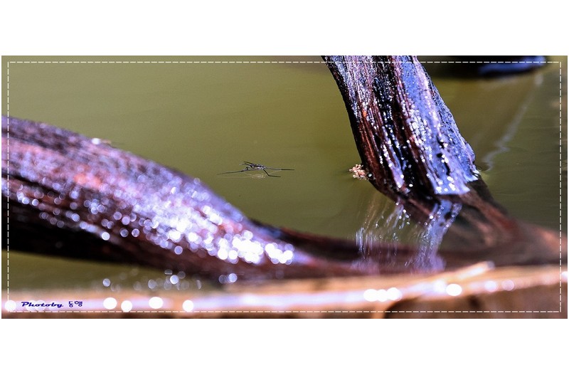 소금쟁이  ㅡㅡㅡㅡㅡㅡㅡㅡㅡㅡ