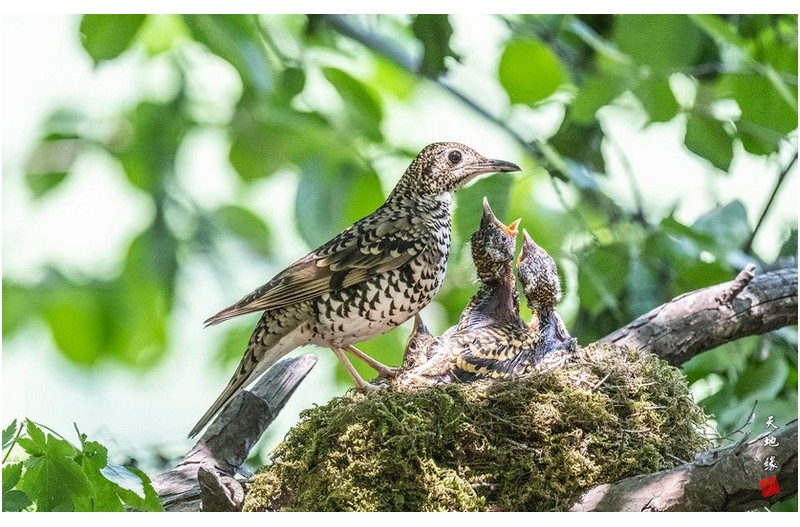호랑지빠귀육추