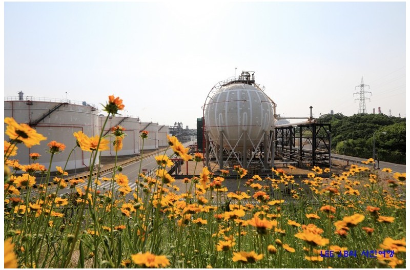 금계국이 피는 곳