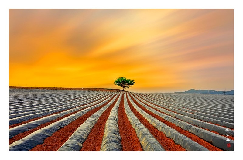 밭두렁에 일몰경.