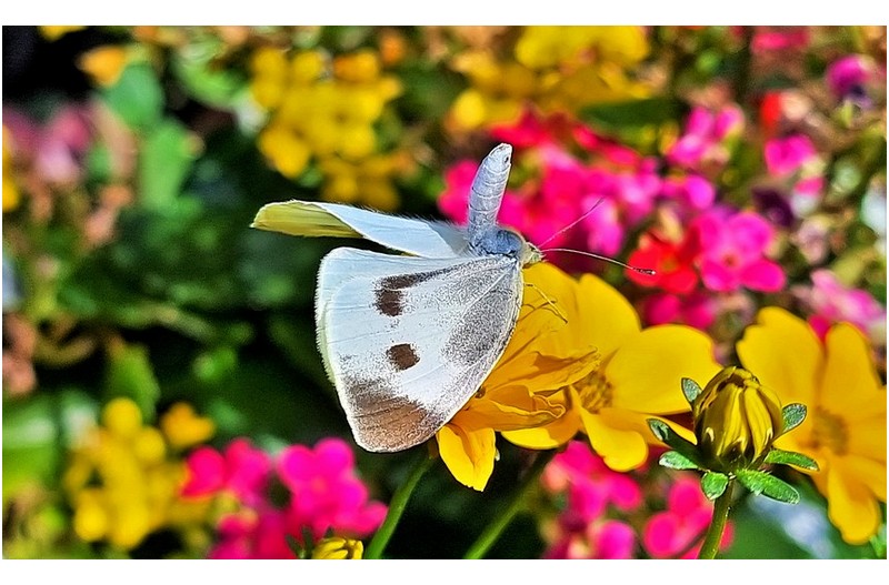 흰나비의 이상한 자세