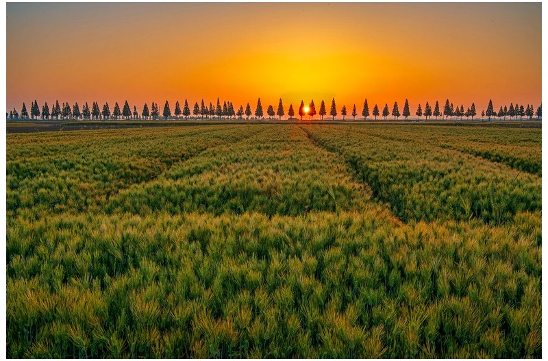 김제평야보리밭