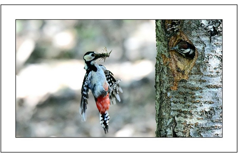 오색딱따구리육추,,,