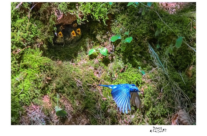 큰유리새를 담아보다