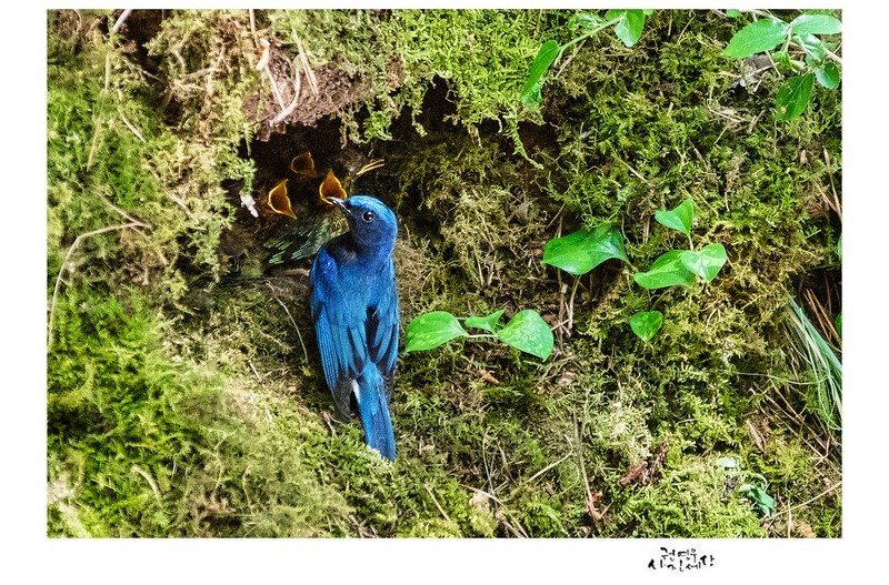 때 늦은 큰유리새 육추 장면