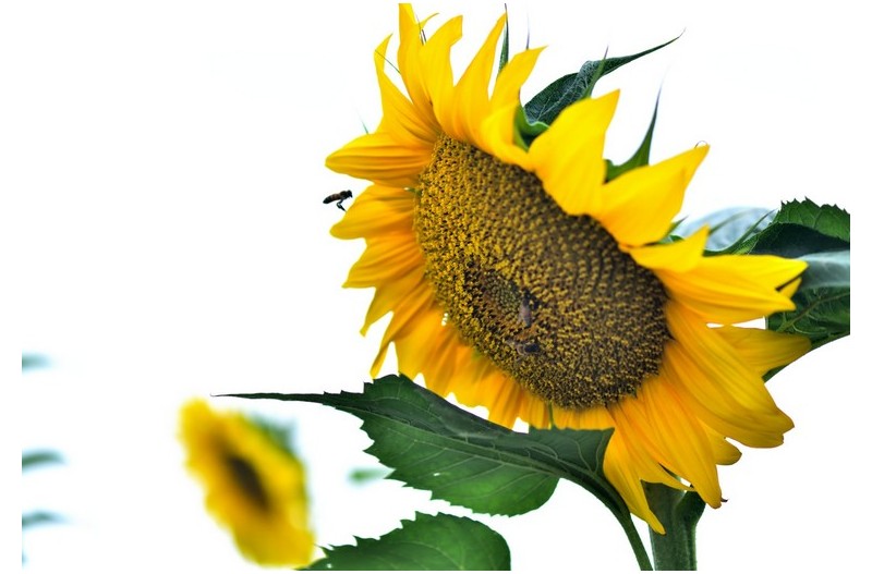 6월의 해바라기