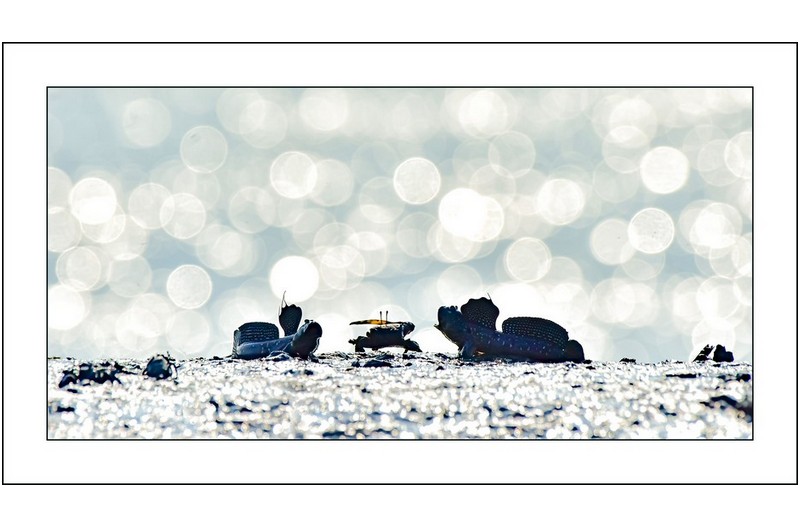 순천만의 짱뚱어,,,