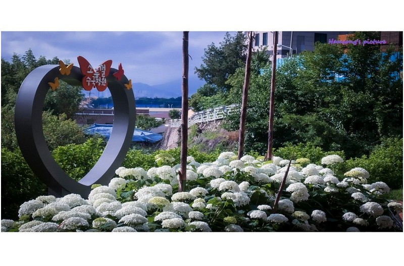 수안 마을의 수국 ------