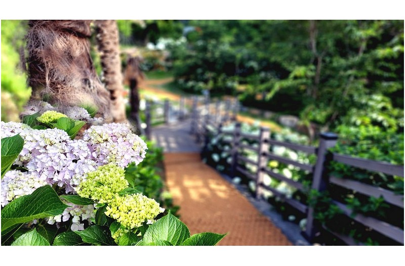 수국의 아름다움 -----