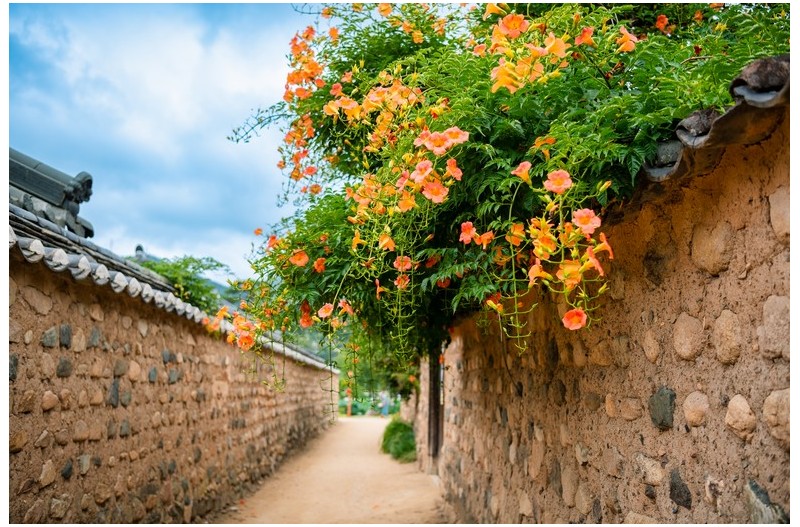 능소화 피는 계절
