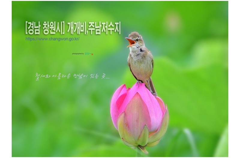 주남저수지 개개비시즌이 시작되었습니다.