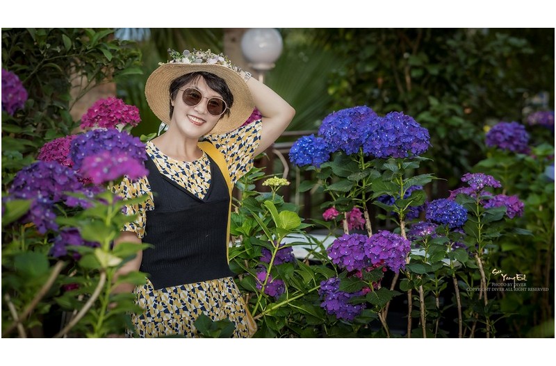 수국,수국속에...